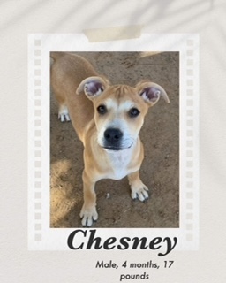 Chesney