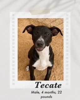 Tecate