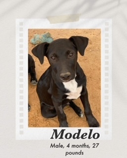 Modelo
