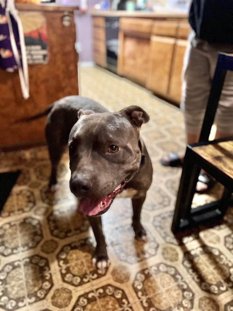 Photo of Lucky, adoptable American Pit Bull Terrier in Dana Point, California