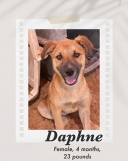 Daphne