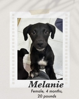 Melanie