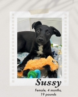 Sussy