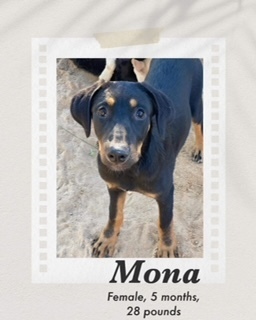 Mona