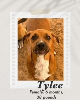 Tylee