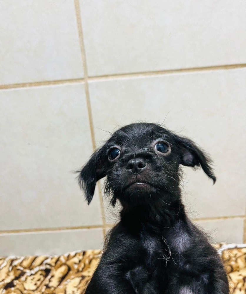 Photo of Bear