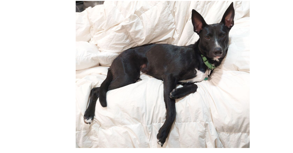 Licorice