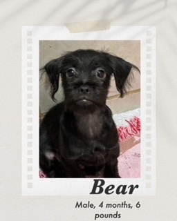Bear