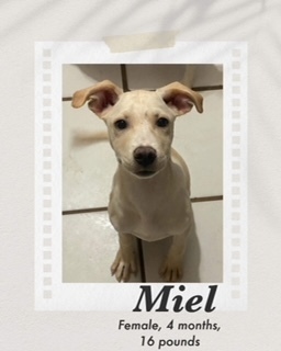 Miel (Honey), Marlee