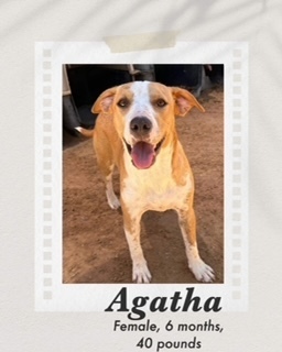 Agatha