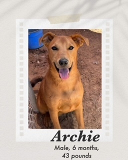 Archie
