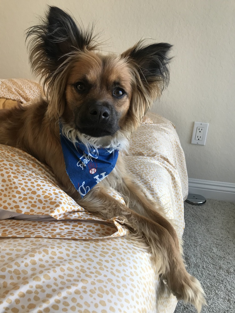 Photo of Muncy, adoptable Papillon in Dana Point, California