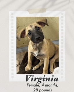 Virginia
