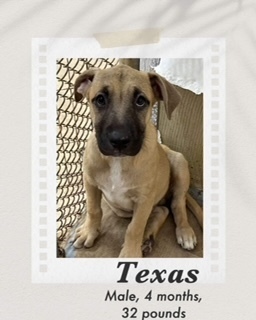 Texas