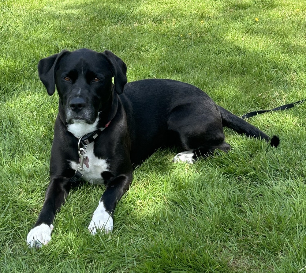 Photo of Lucy, adoptable Labrador Retriever in Dana Point, California
