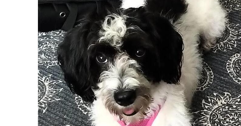 Gracie