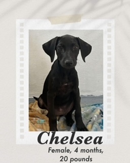 Chelsea