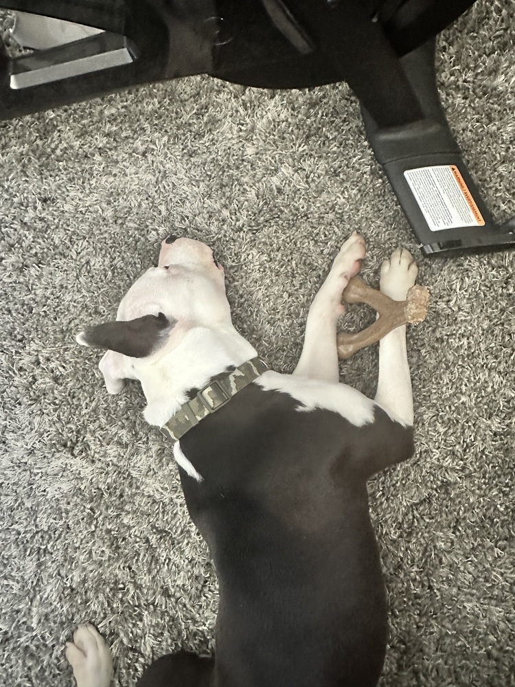 Photo of Brixton, adoptable Pit Bull Terrier in Dana Point, California