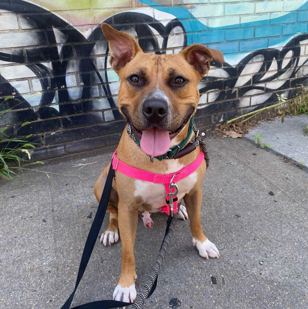 Wonder, American Staffordshire Terrier