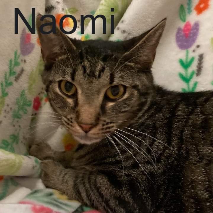 6363 Naomi photo 3