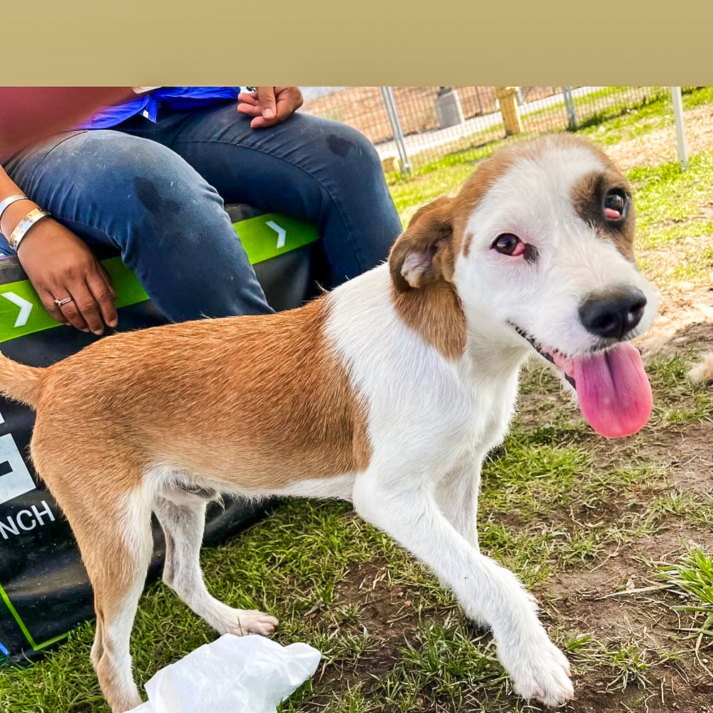 Photo of Nicky, adoptable Terriers (Small) in Dana Point, California