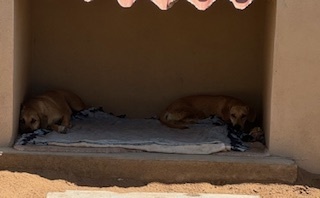 Orejas
