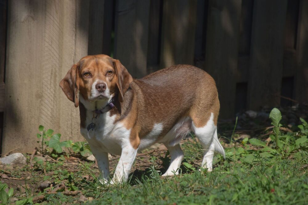 son beagles relacionados con basset hounds