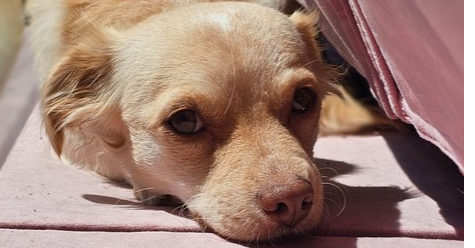 Cali, Mixed breed