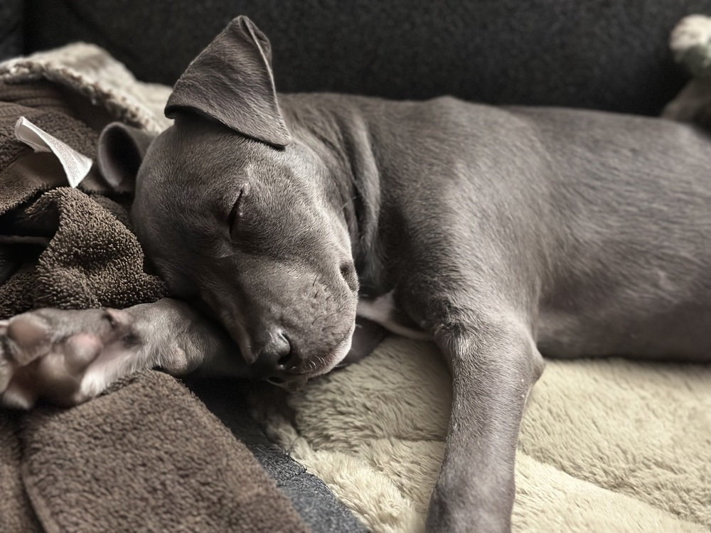 Photo of Selene, adoptable American Pit Bull Terrier in Dana Point, California