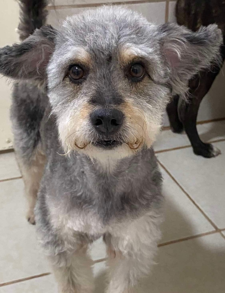 Photo of Hachi