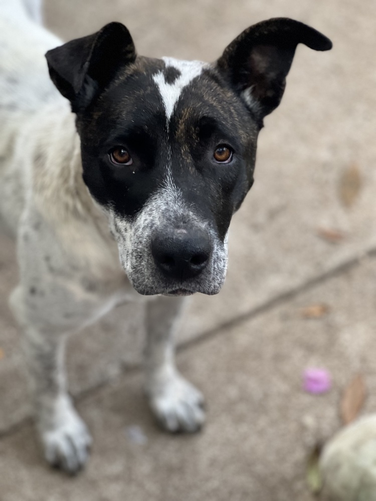 Photo of Journey, adoptable Blue Heeler in Dana Point, California