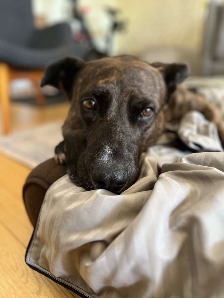 Flyer, Mixed breed