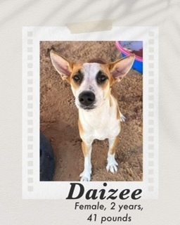 Daizee