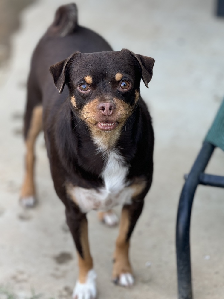 Photo of Junior, adoptable Pug in Beaumont, California
