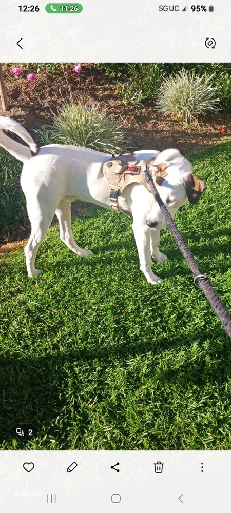 Photo of Rock, adoptable Jack Russell Terrier in Dana Point, California