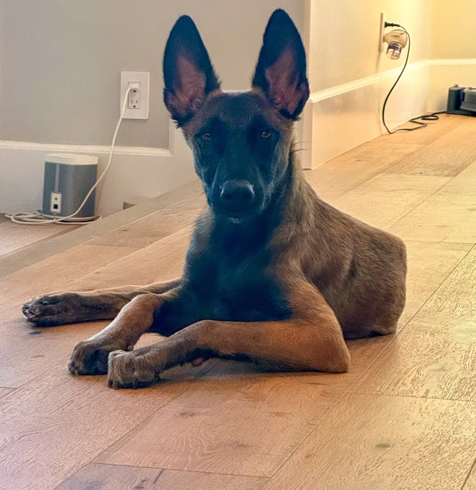 Photo of Mateo, adoptable Belgian Malinois in Dana Point, California