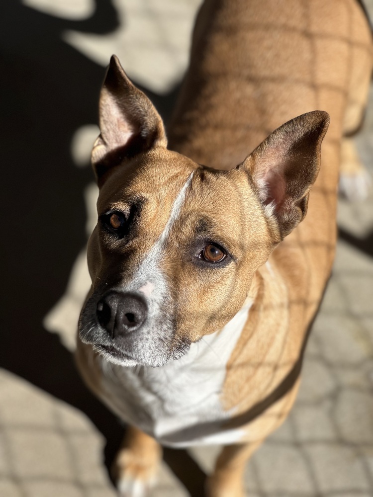Photo of Sherley, adoptable senior Pit Bull Terrier in Oak Bluffs, Massachusetts