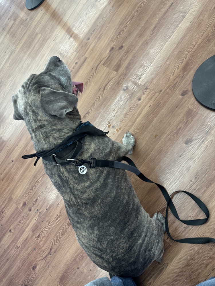 Photo of Pancho, adoptable Mastiff in Dana Point, California