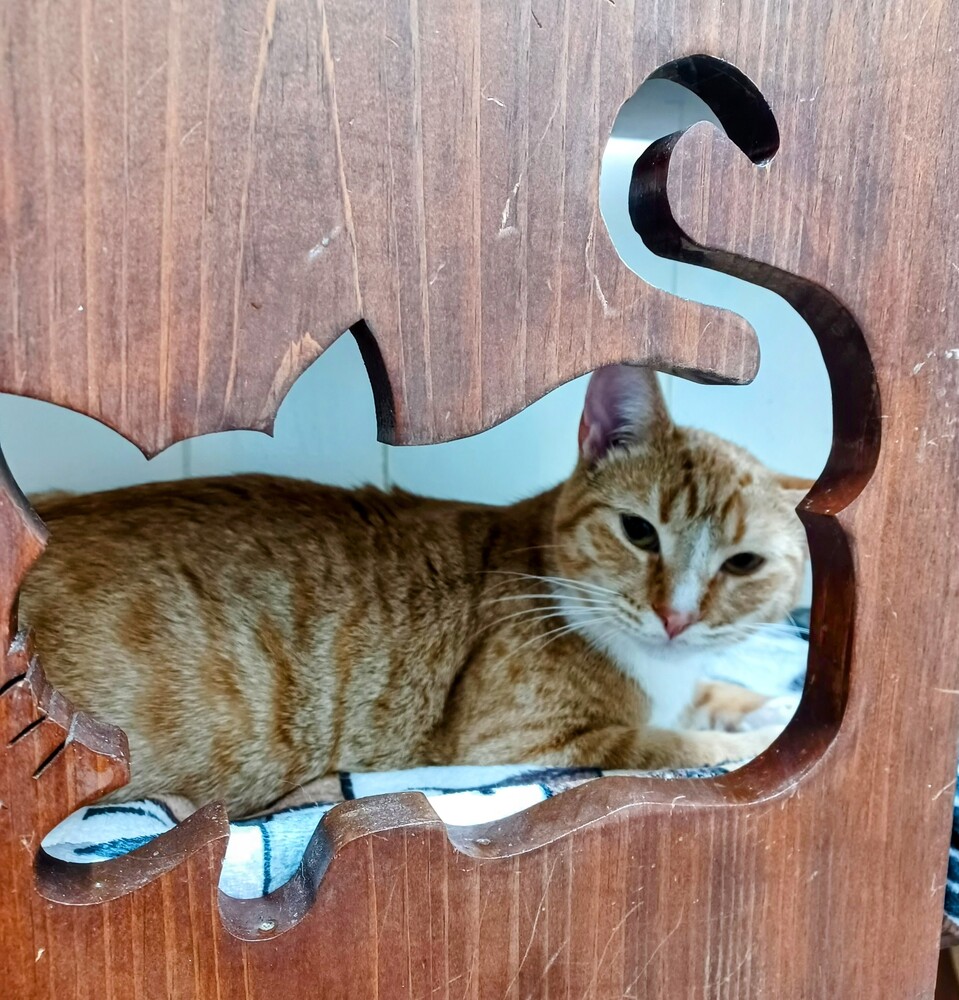 6916 Cholula photo 3