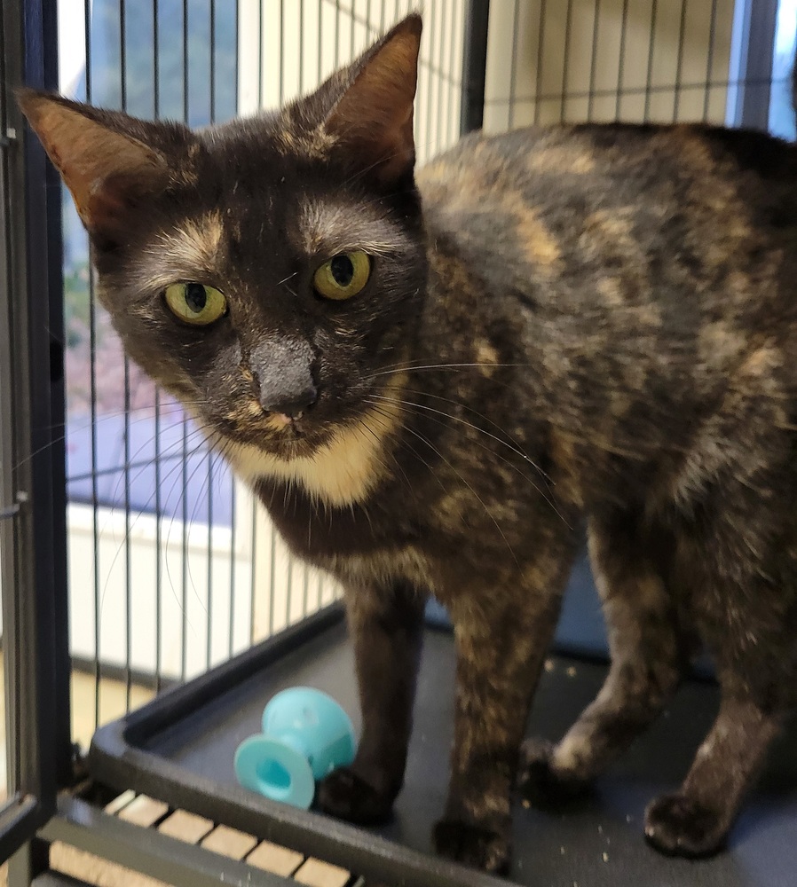 5978 Lizzy B photo 3