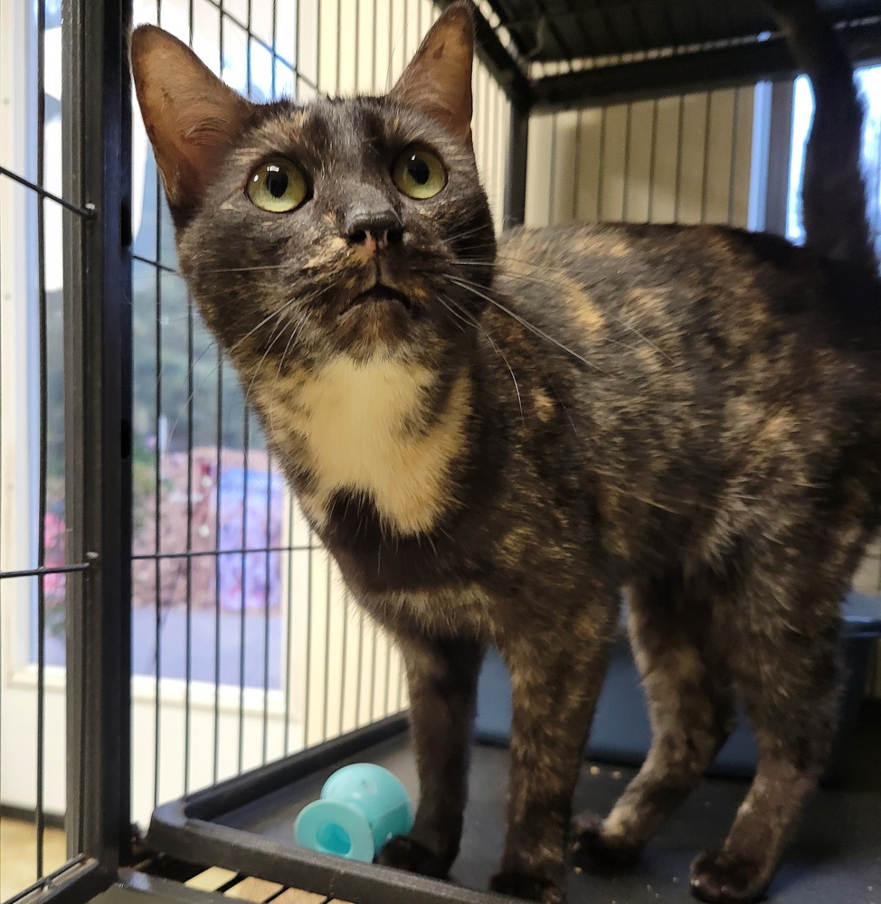 5978 Lizzy B photo 4