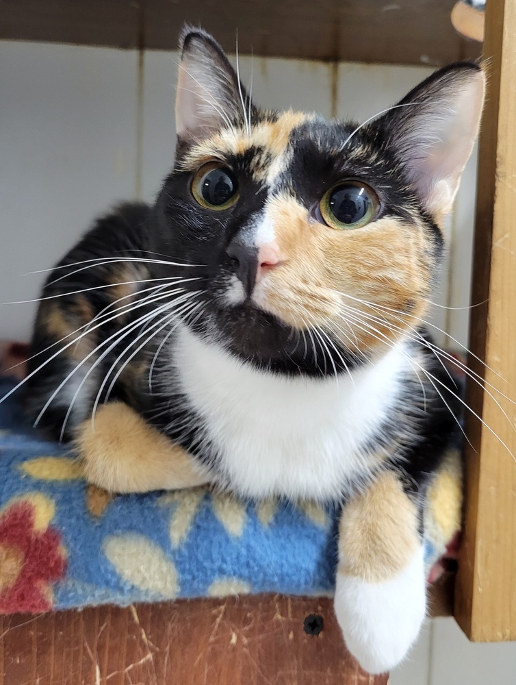 6910 Siracha photo 4