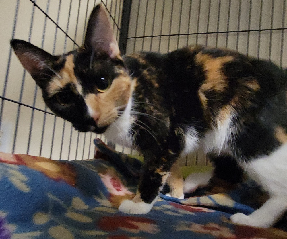 6910 Siracha photo 5