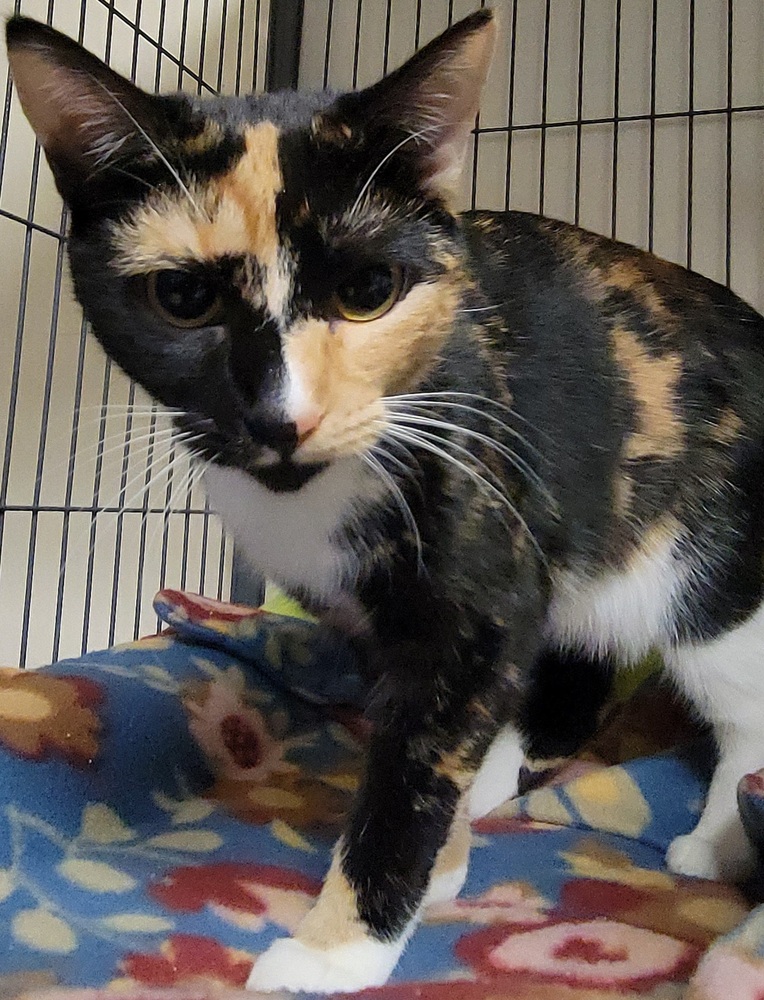 6910 Siracha photo 6