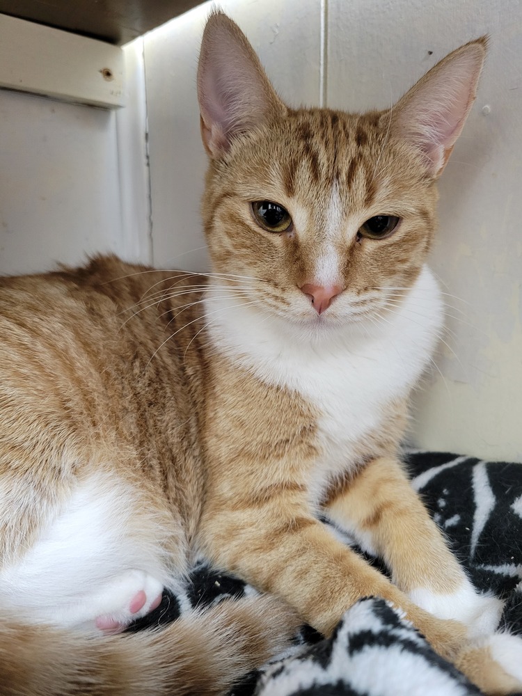 6916 Cholula photo 2