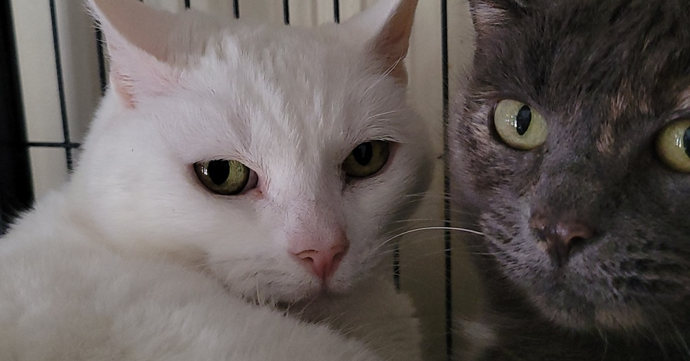 7145 Snowball photo 3