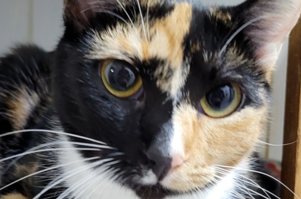 6910 Siracha photo 3