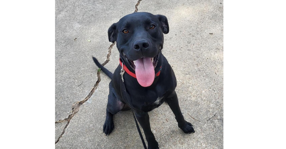 Deputy Dawgs: Kade (CP)