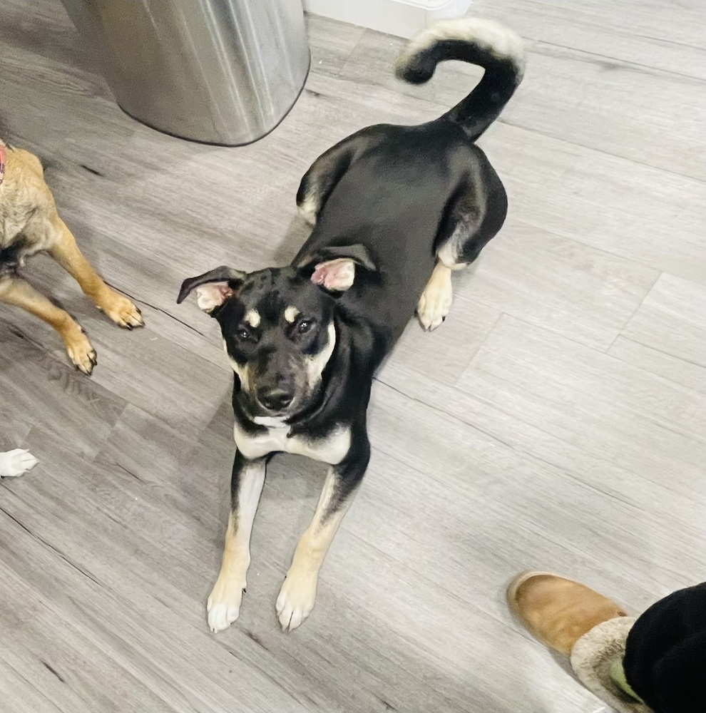 Photo of Tytan, adoptable Labrador Retriever in Dana Point, California