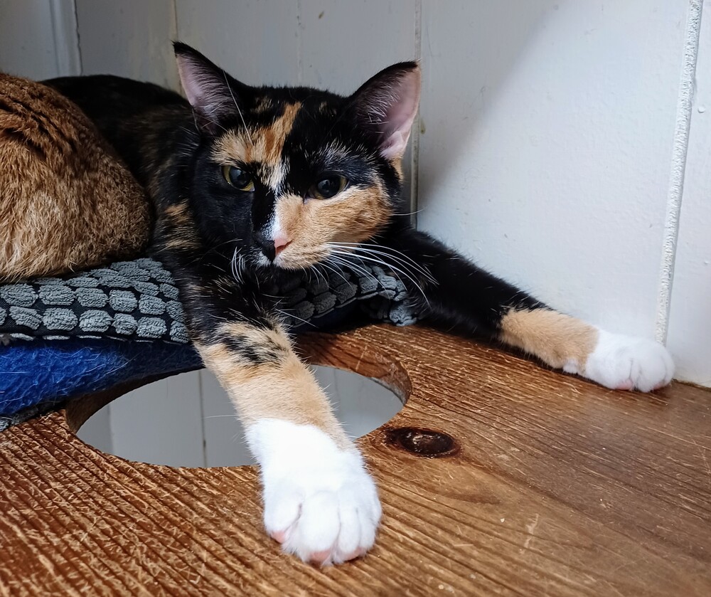 6910 Siracha photo 2